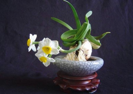 如何延长水仙花期