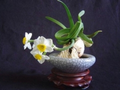 如何延长水仙花期
