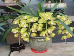 怎样让大花蕙兰开花