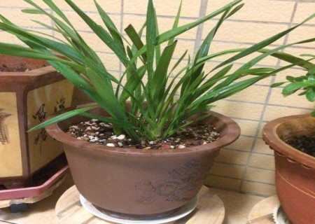 盆栽大花蕙兰