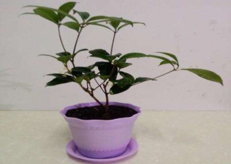 如何养好盆栽桂花