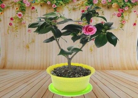 如何养好盆栽山茶花