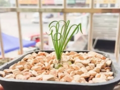 盆栽弹簧草怎么养
