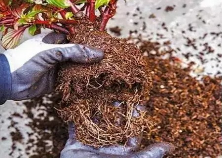 如何给植物换盆图解2