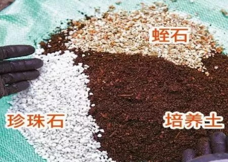 如何给植物换盆图解4