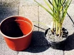 如何给植物换盆图解