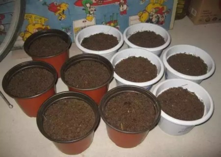 花卉植物怎样换盆才能更快恢复1
