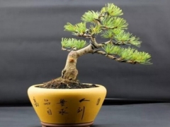 山松盆景黄叶怎么办