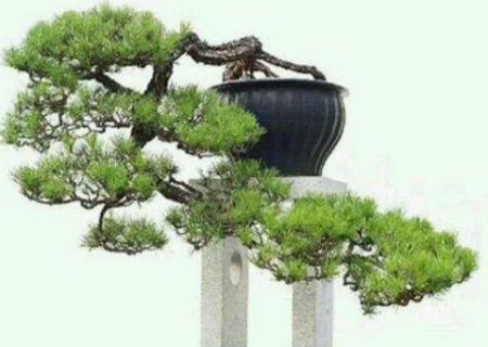 山松盆景
