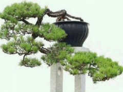 山松盆景的养护管理
