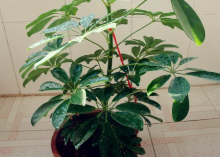 盆栽鸭脚木长虫怎么办