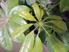 鸭脚木叶子长斑怎么办