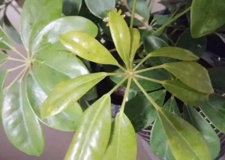 鸭脚木叶子长斑怎么办