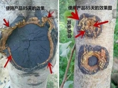 梨树嫁接环剥愈合不良的处理方法