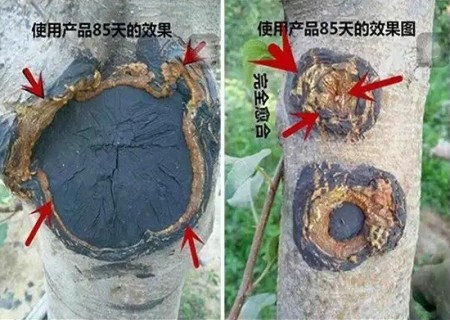 梨树嫁接剥口愈合不良的处理方法