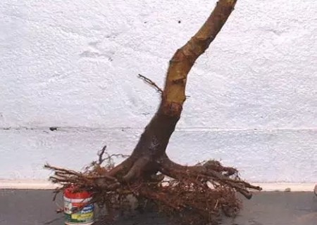 枫树盆景补根过程图解2