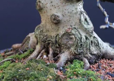 枫树盆景补根过程图解14