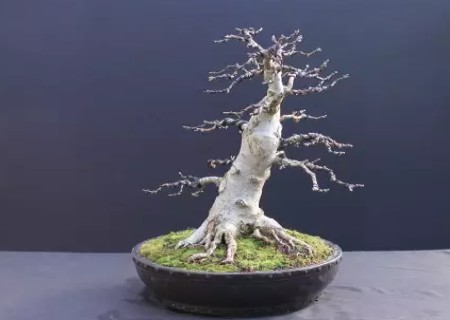 枫树盆景补根过程图解13