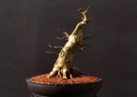 枫树盆景补根过程图解1