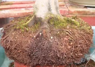 枫树盆景换盆方法图解10