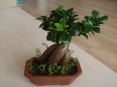 榕树盆景怎么养