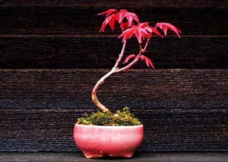 红枫盆景怎么养