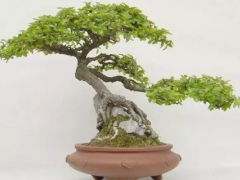 榔榆盆景怎么养