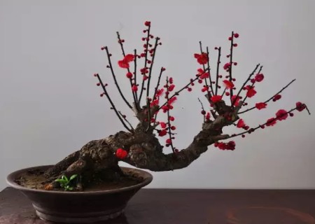 人参榕树盆景怎么养