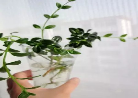 金鱼吊兰水培方法5