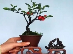海棠盆景的养殖方法