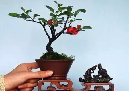 海棠盆景的养殖方法
