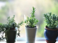 迷迭香盆栽养植注意事项