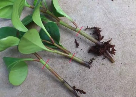 盆栽豆瓣绿烂根怎么办2