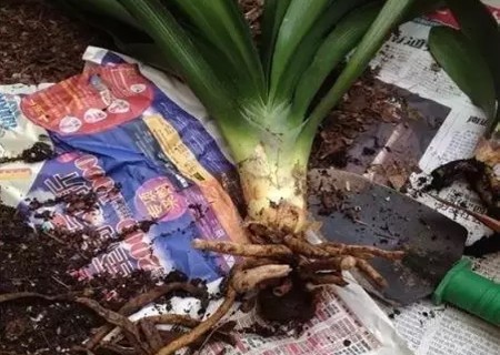 君子兰换盆修根方法步骤图解3