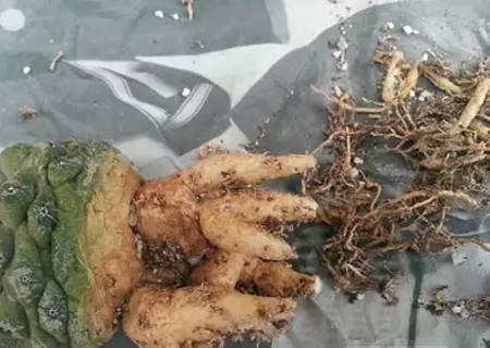 仙人球怎么修根上盆4