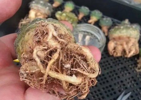 仙人球怎么修根上盆2
