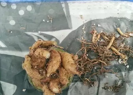 仙人球怎么修根上盆5