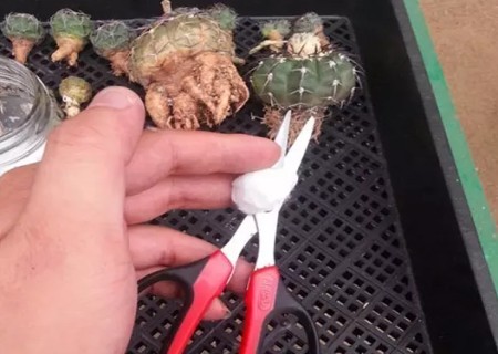 仙人球怎么修根上盆3