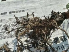 月季怎么修根图解/月季换盆剪根方法