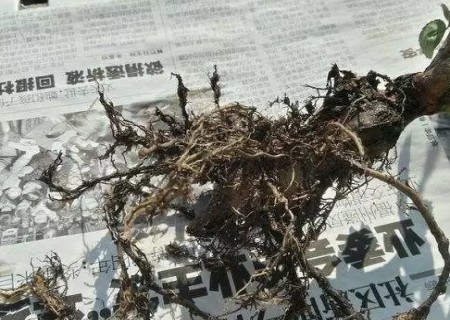 月季换盆剪根方法