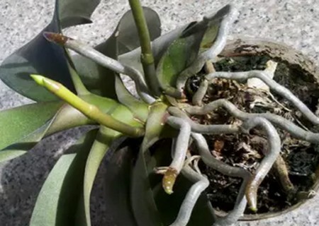 蝴蝶兰烂根怎么补救2