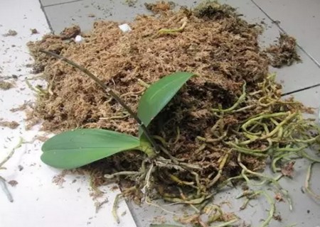 蝴蝶兰烂根怎么补救3
