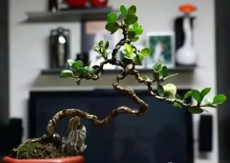 盆景烂根怎么处理