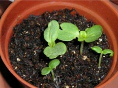 盆栽百日菊（百日草）的养殖方法和注意事项