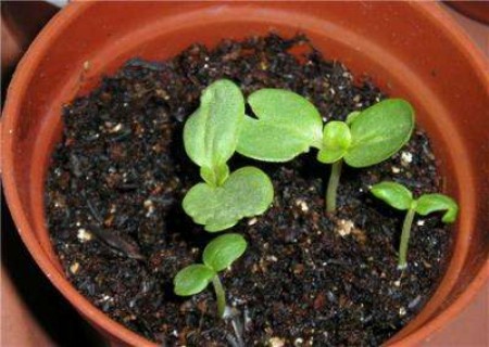 盆栽百日菊（百日草）的养殖方法和注意事项