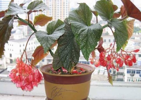 竹节海棠掉叶怎么办