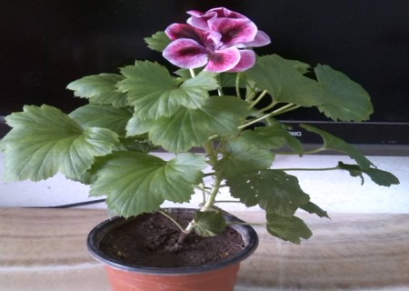 蝴蝶梅怎样才能开花