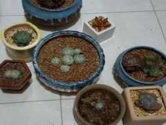 网购多肉老桩怎么上盆