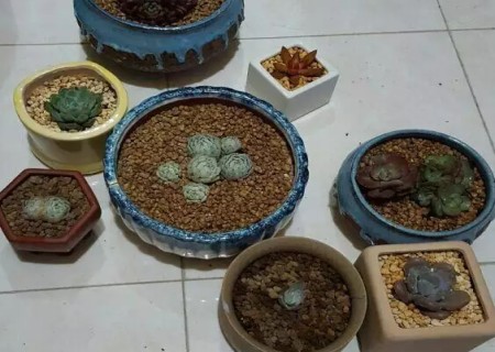 多肉老桩怎么上盆1