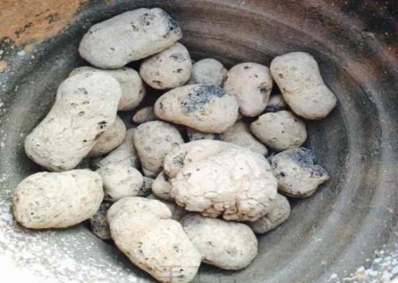 多肉老桩移盆方法图解2
